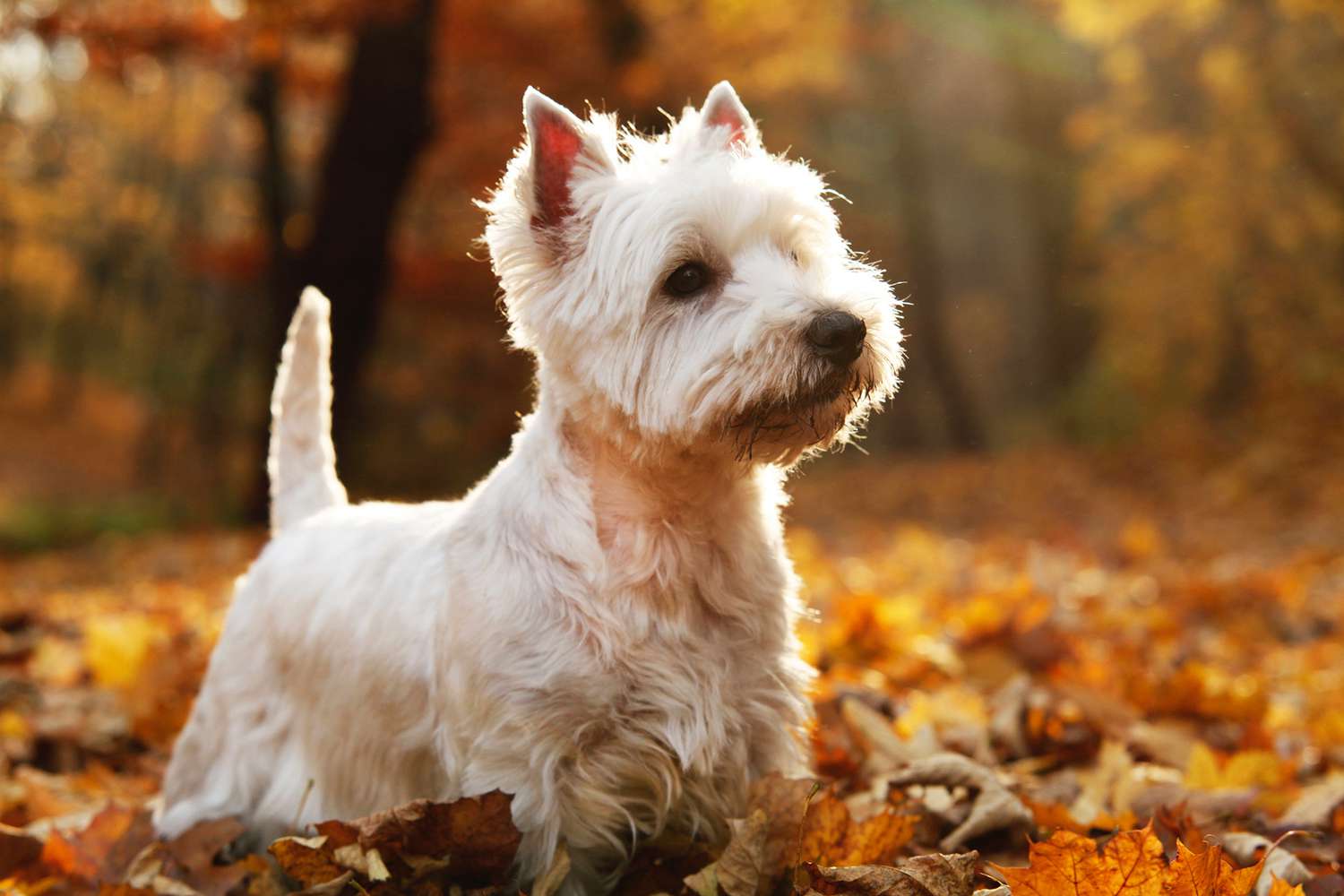 West Highland White Terrier