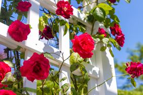 A trellis with red climbing roses in a sunny garden