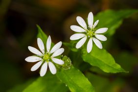 Chickweed flower