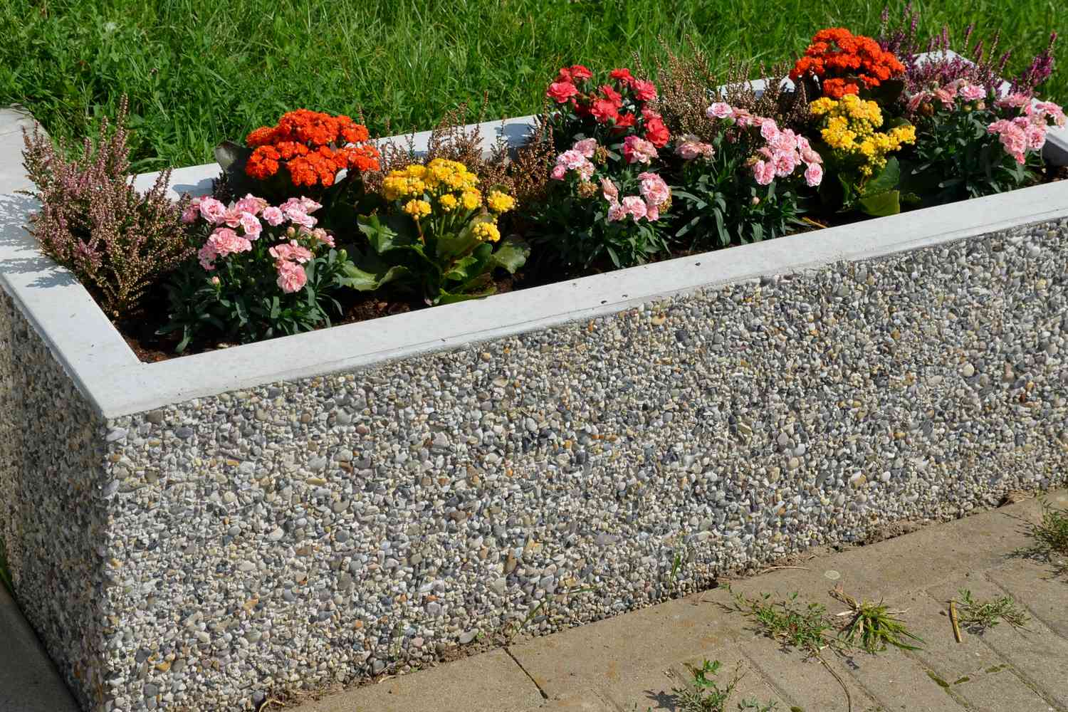 annual flowers in raised flower bed