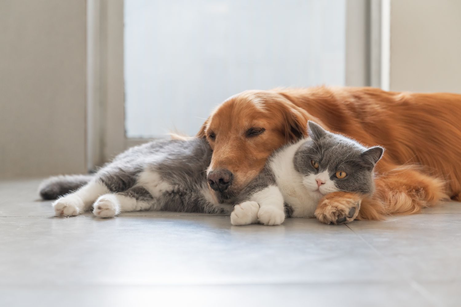 Golden Retriever and British Shorthair cuddling. 