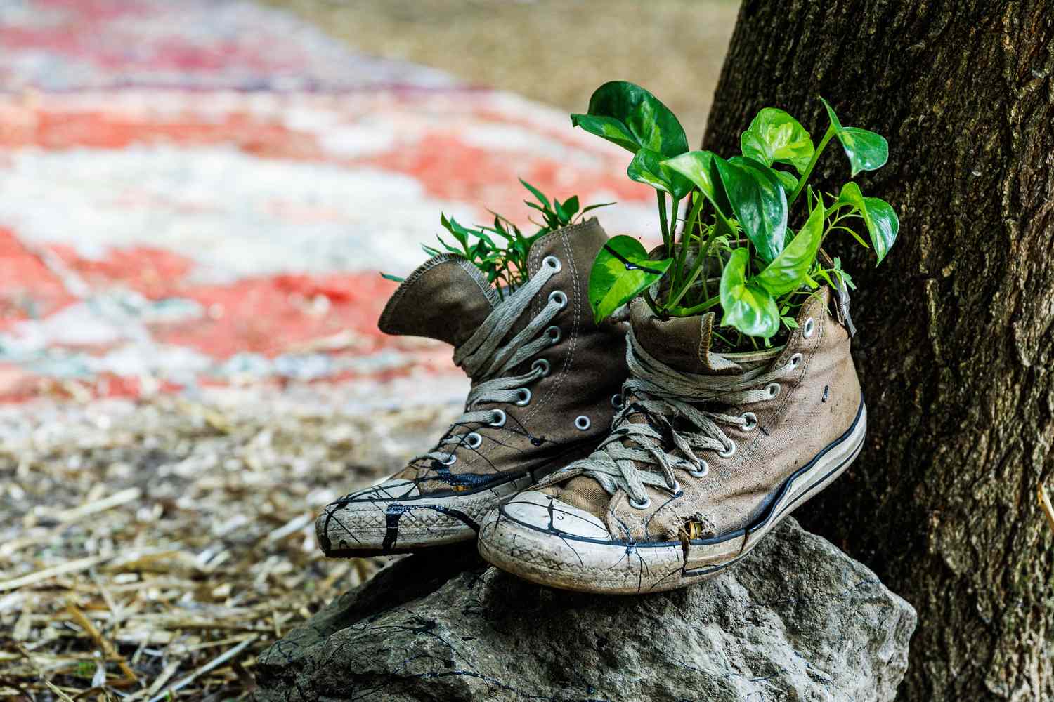 Worn sneakers repurposed as planters with greenery growing from them resting on a rock near a tree