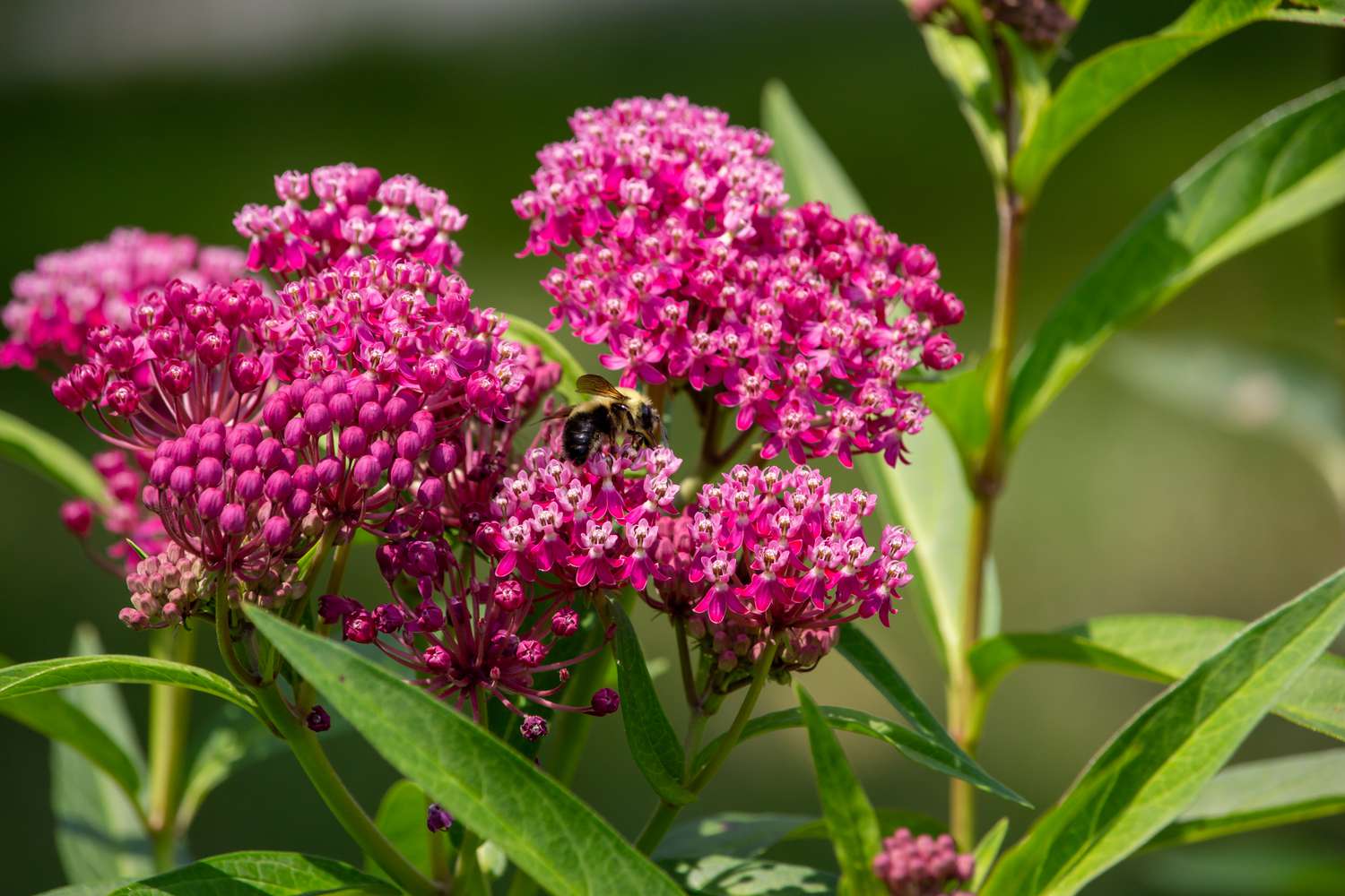 pink swamp milkweed