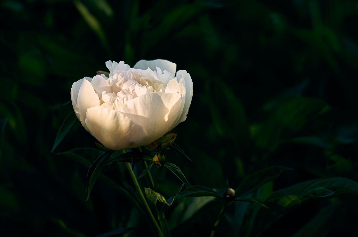 white peony