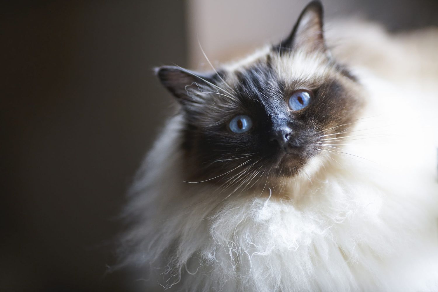 Birman cat