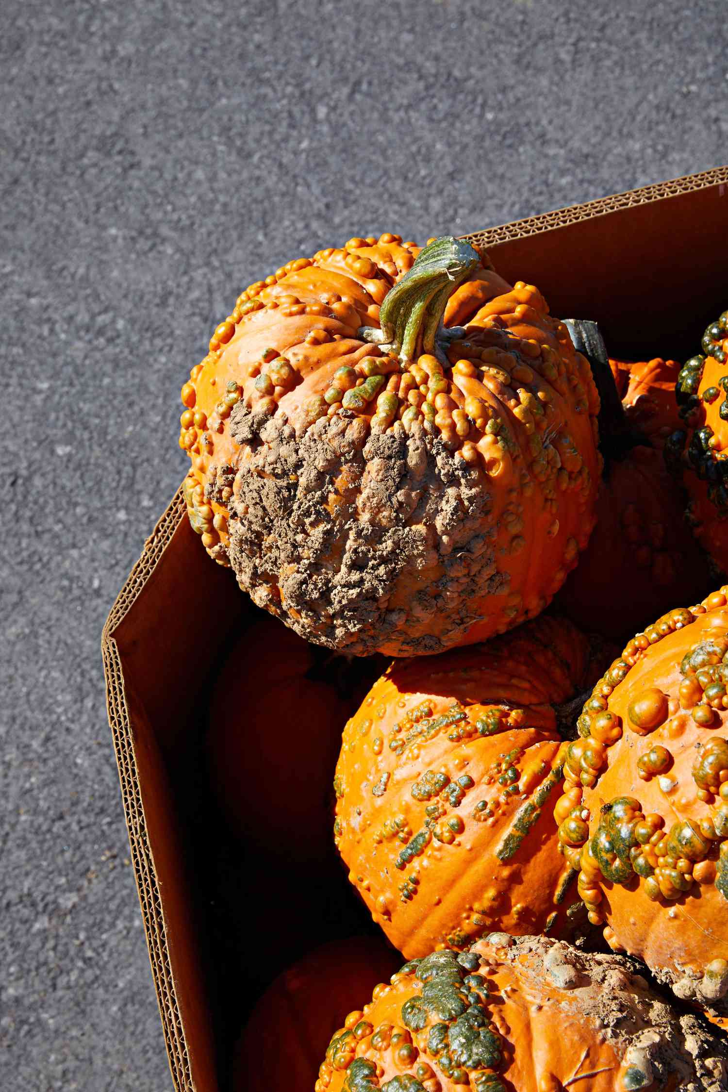 warty goblin F1 hybrid pumpkins