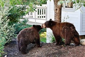 Two bears interacting near a white house in a wooded yard