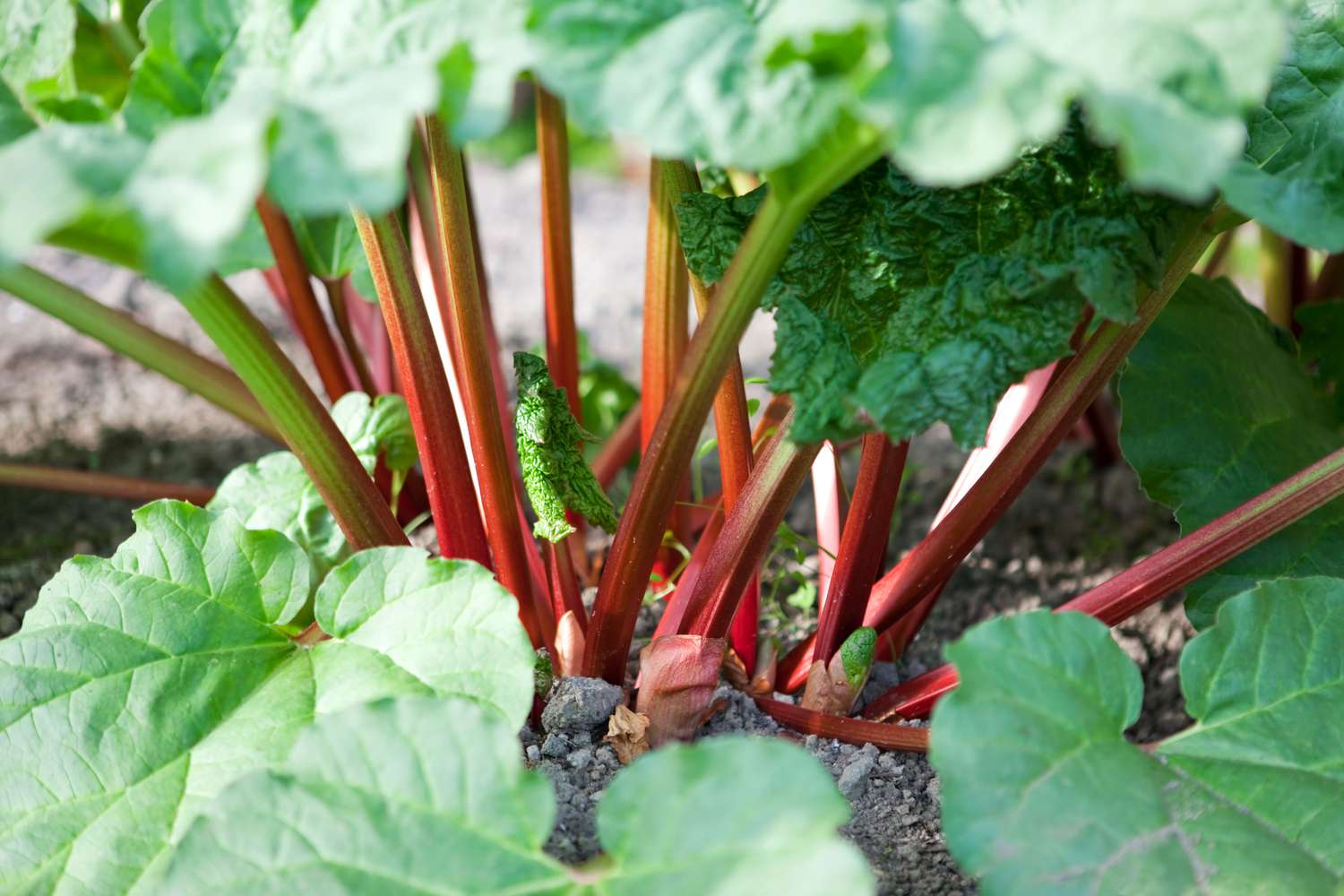 Rhubarb 