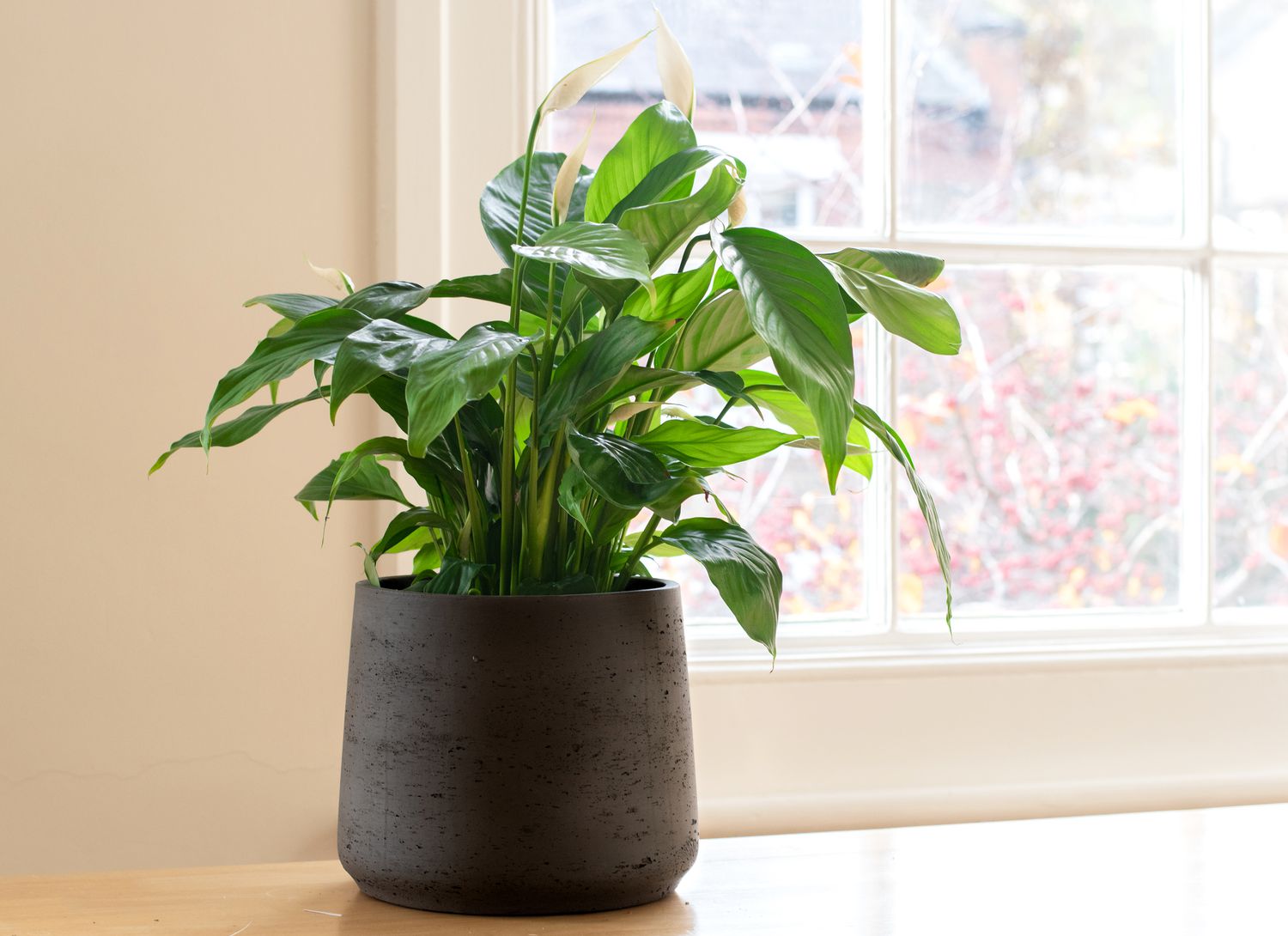 peace lily in a dark pot near a window