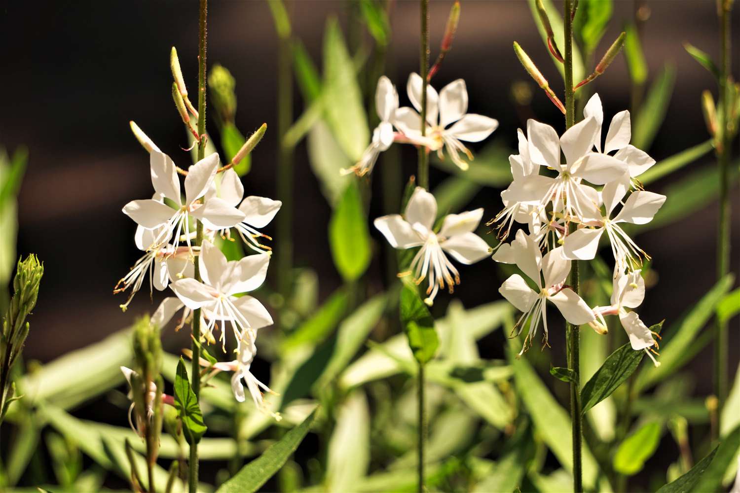 White Gaura