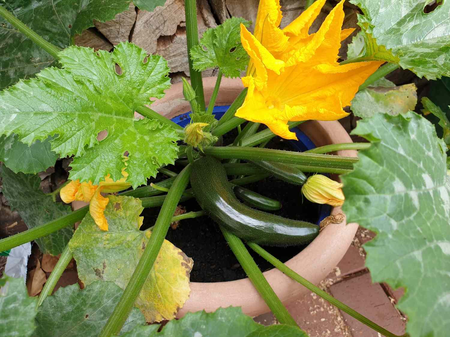 Zucchini Cucurbita pepo in a flower pot with flower and fruit