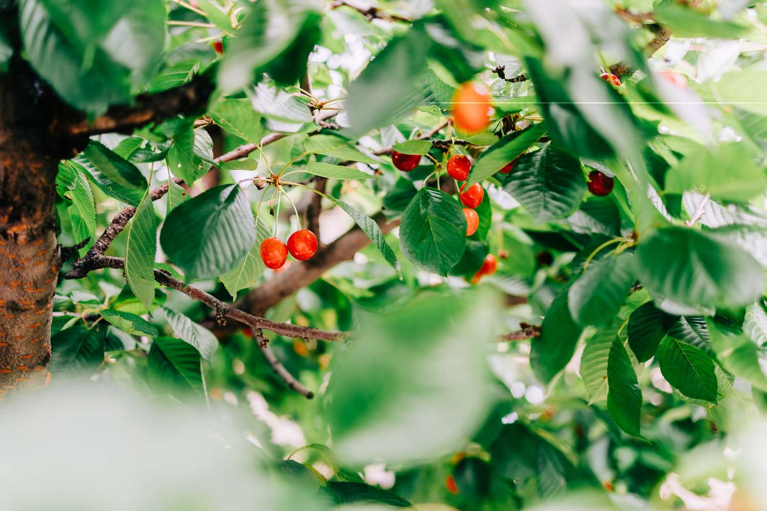 Ripe red cherries hanging on cherry tree branch