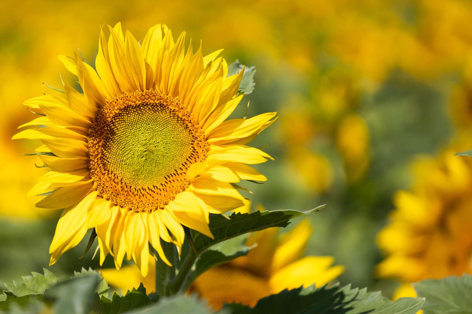 Sunflowers