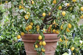 Lemon tree growing in a decorative pot
