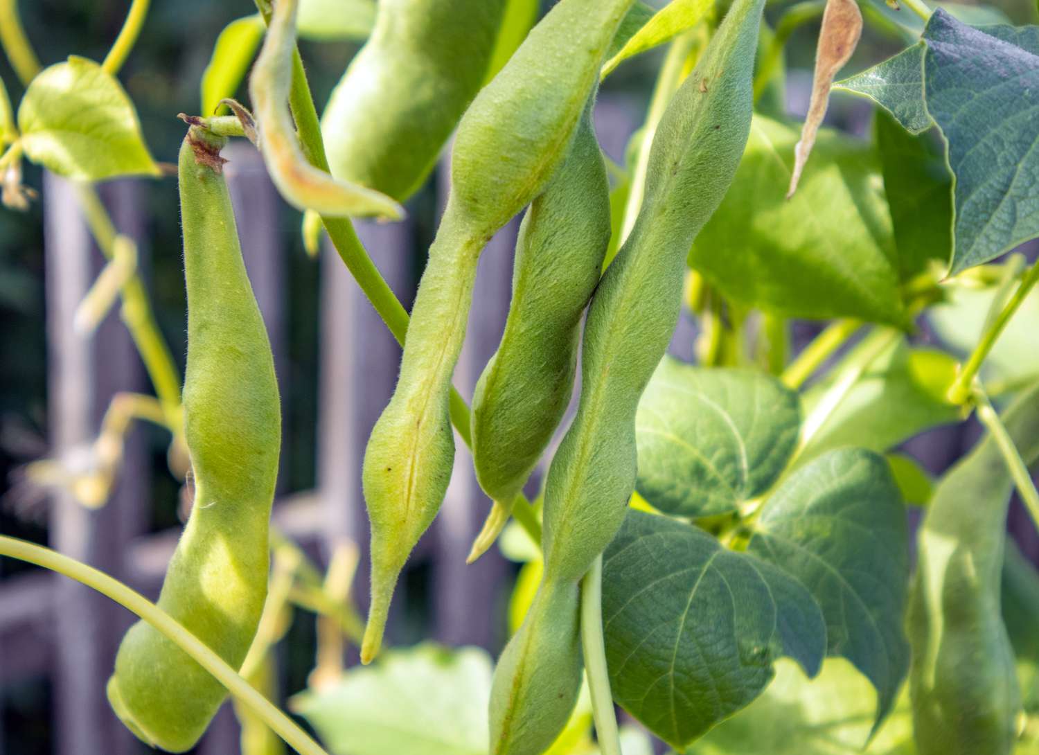 Common garden beans growing in a garden