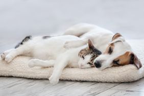 A cat and a dog resting closely together on a cushion