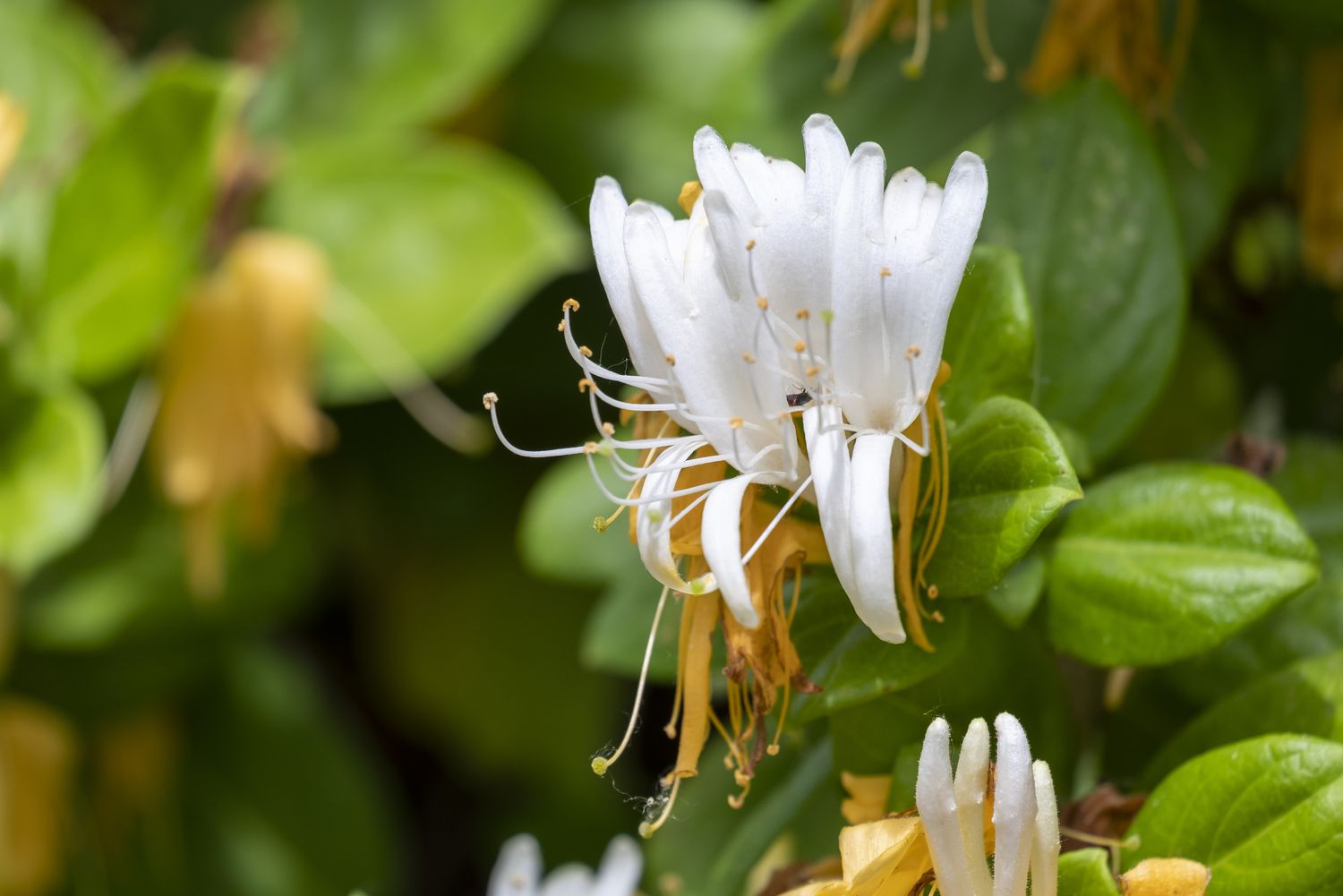Japanese honeysuckle (lonicera japonica) in the garden on blurred background