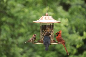 Backyard birds at feeder