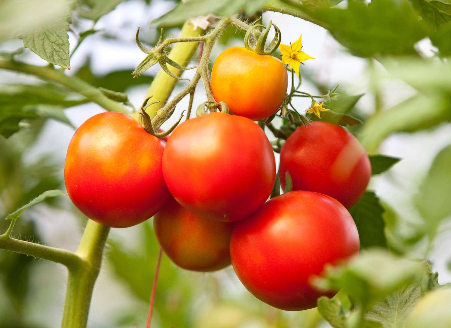 tomatoes growing on a vine