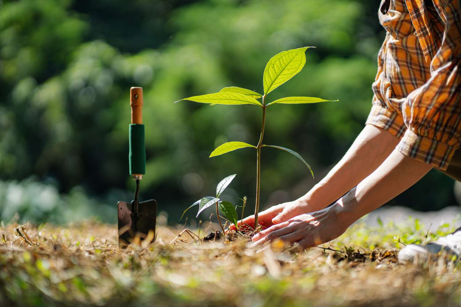 A pair of hands in planting a new tree in a wooded area