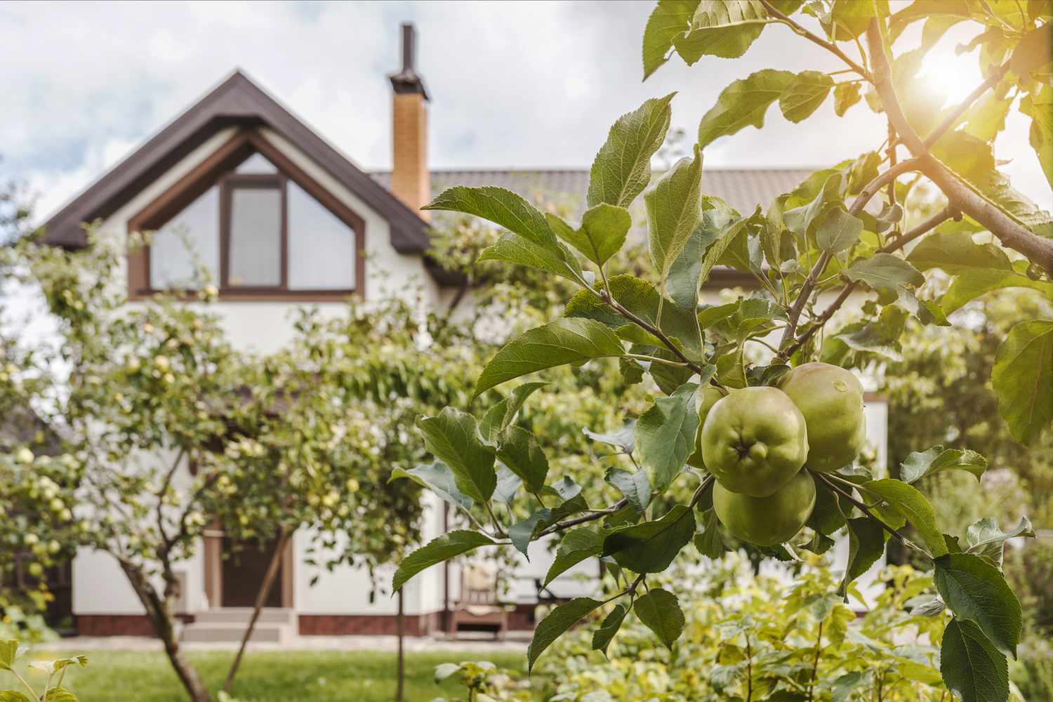 Apple Tree with Apples front of House. Apples Garden by Country House. Harvest, orchard, fruits concept