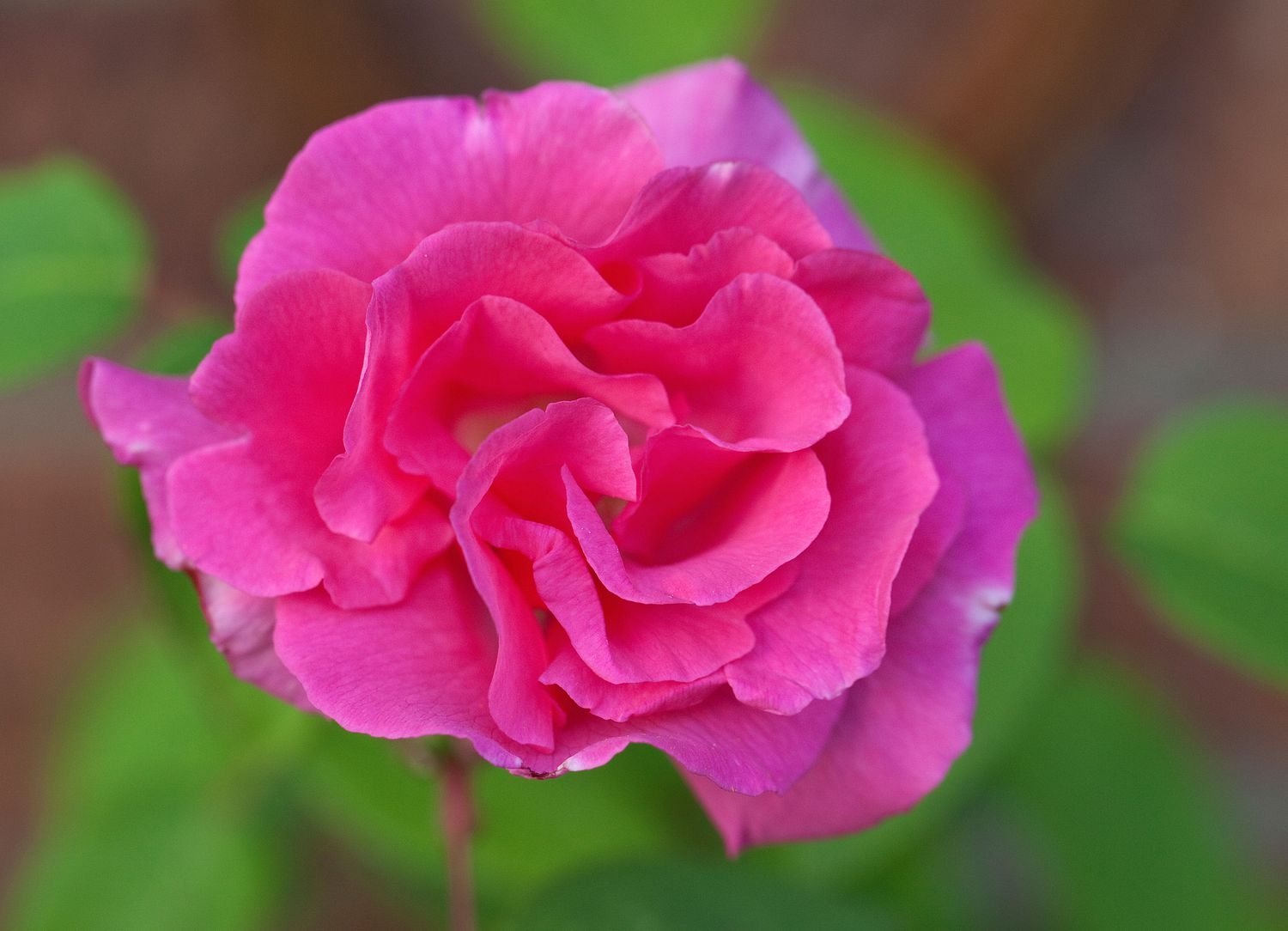 Rose Zephirine Drouhin