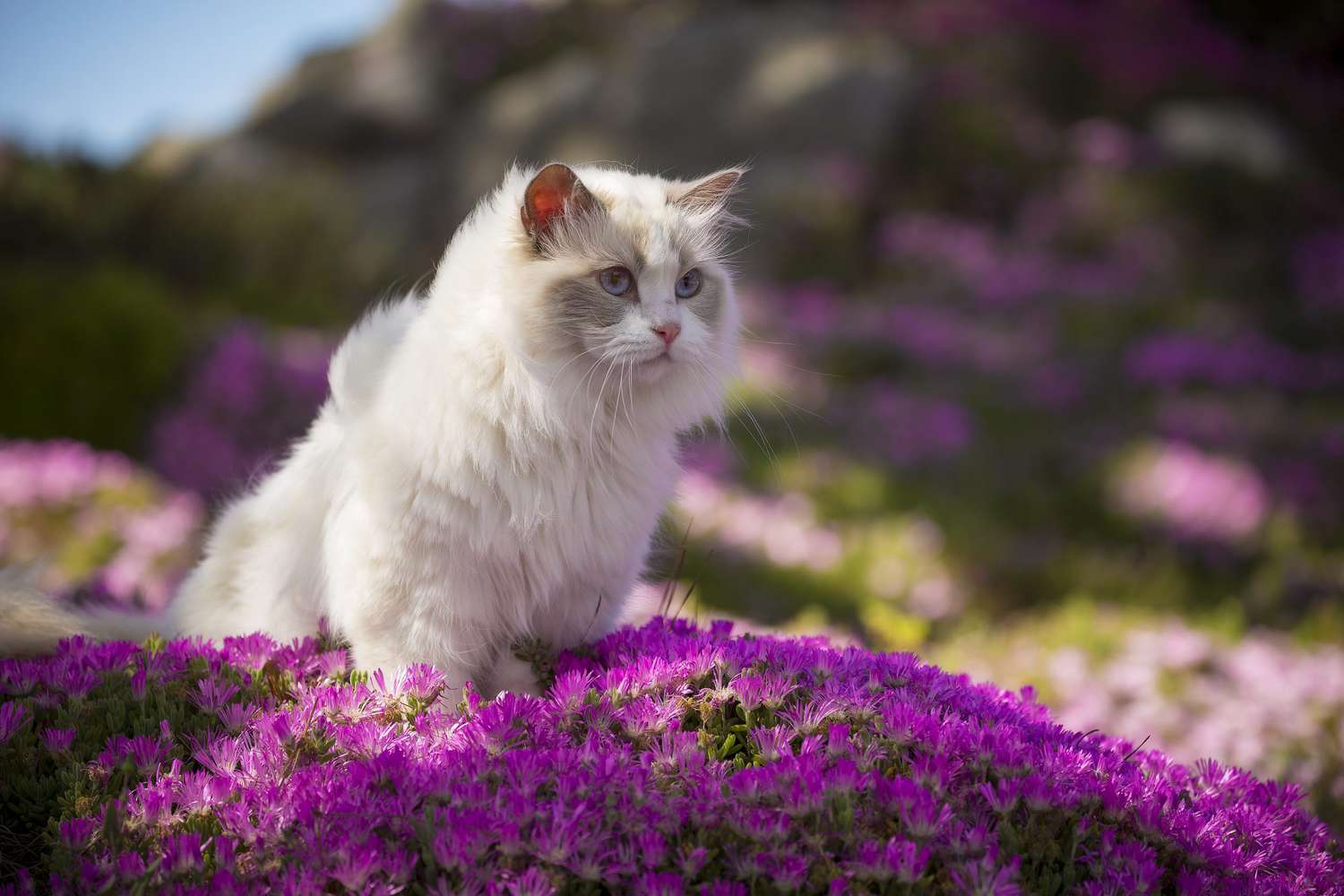 white ragdoll cat in a bed of pink flowers
