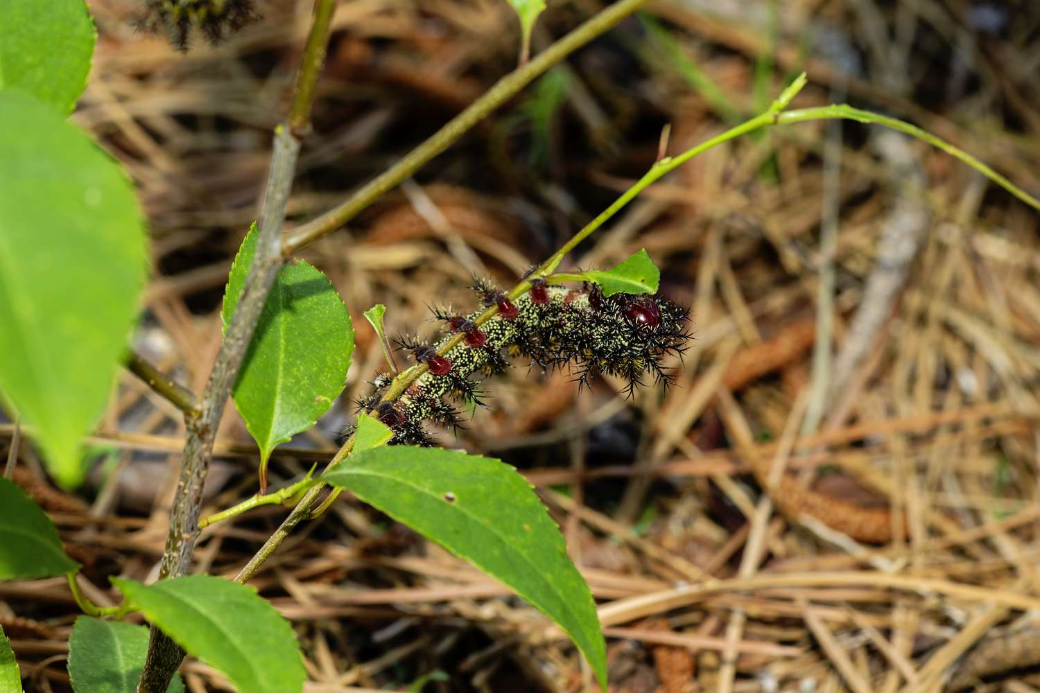 A caterpillar on a green plant branch surrounded by pine needles on the ground