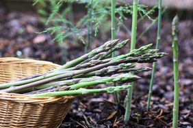 Fresh Organic Asparagus Growing in Spring Vegetable Garden