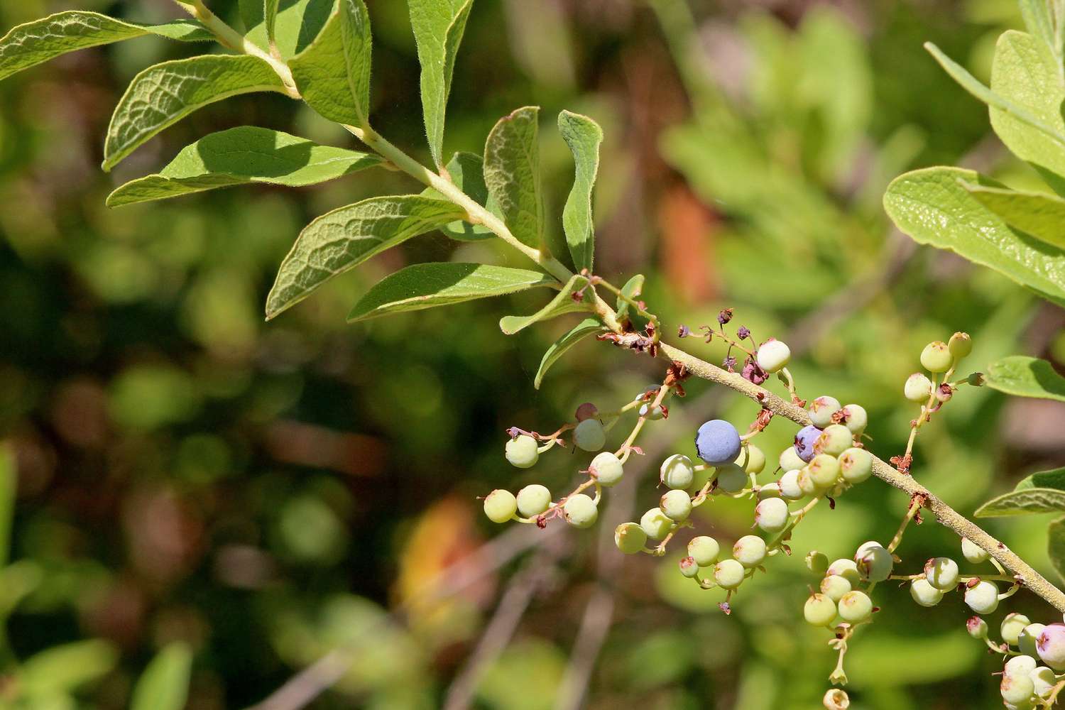 A branch of a plant with clusters of small round berries