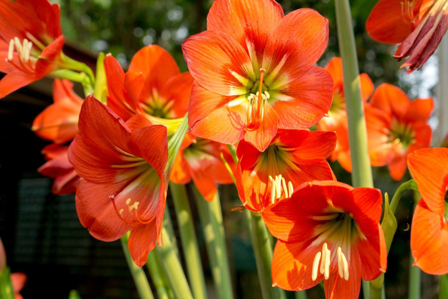 close up of red amaryllis flower