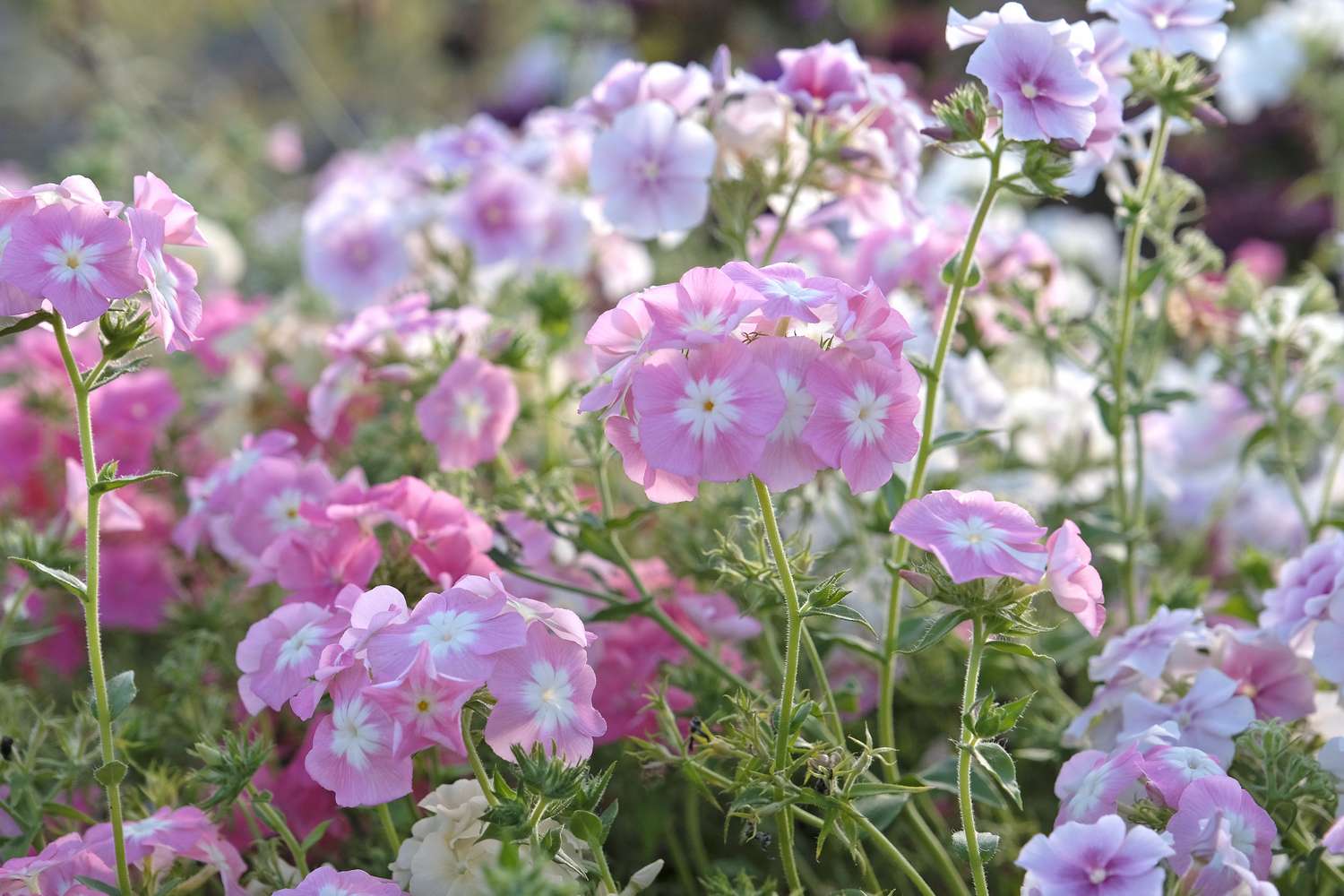 Pale pink Phlox drummondii grandiflora, or annual phlox, in flower.