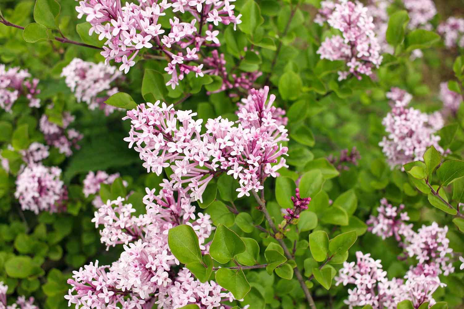 dwarf koren lilac flowers