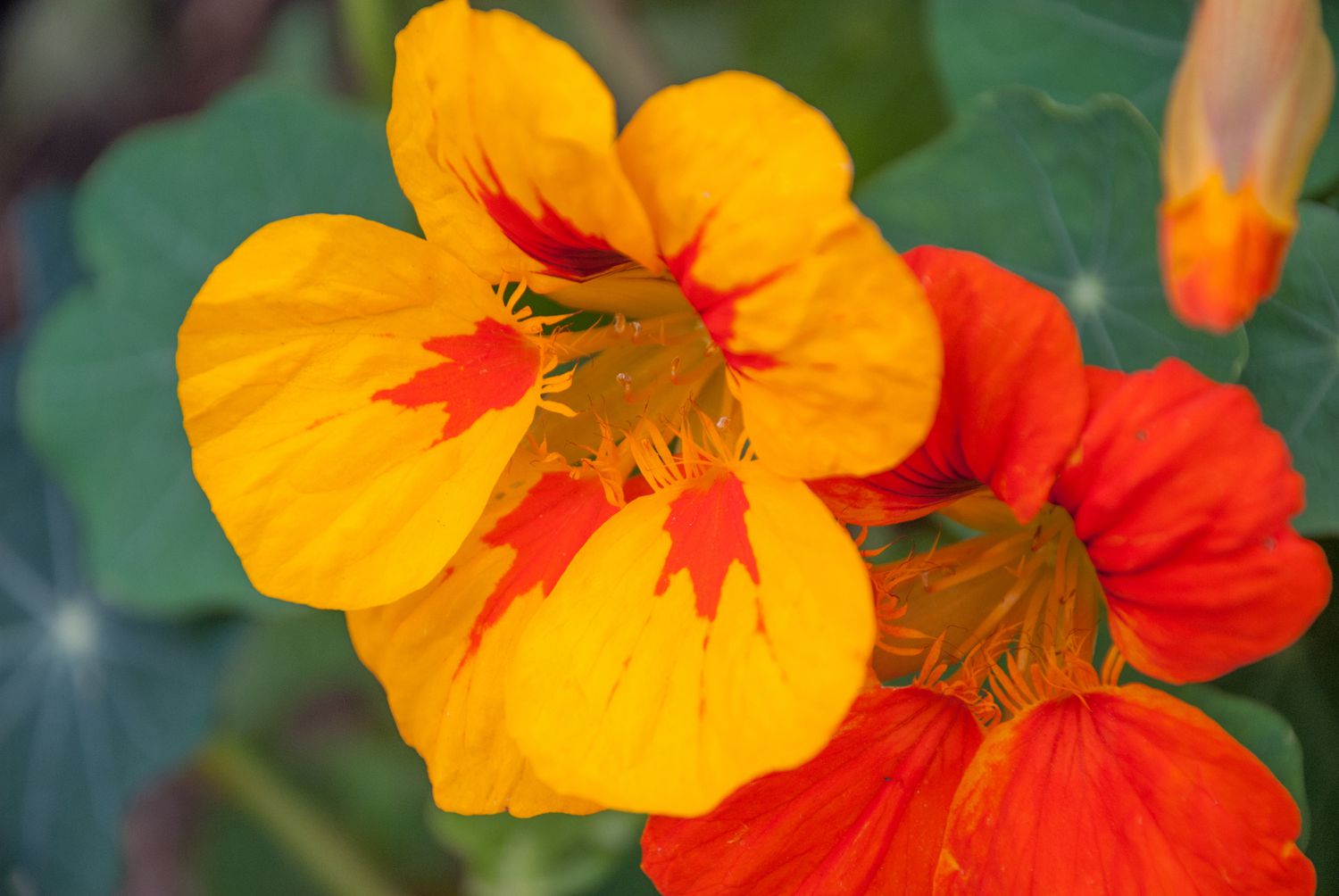 Orange & yellow flowers in bright sunlight on a green leaf background in autumn.