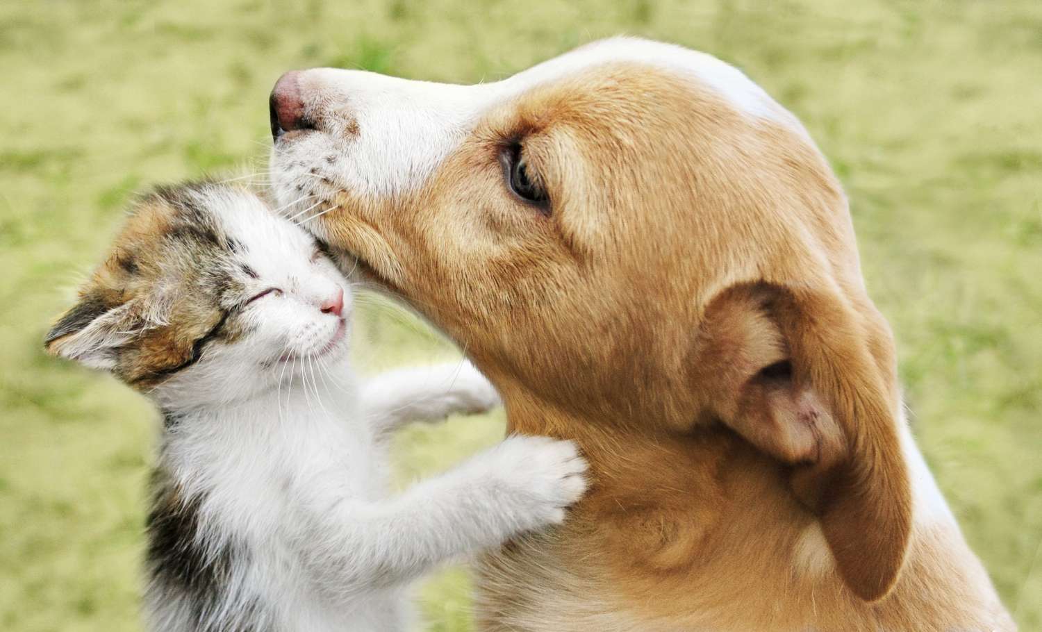 A puppy nuzzling a kitten on a grassy background