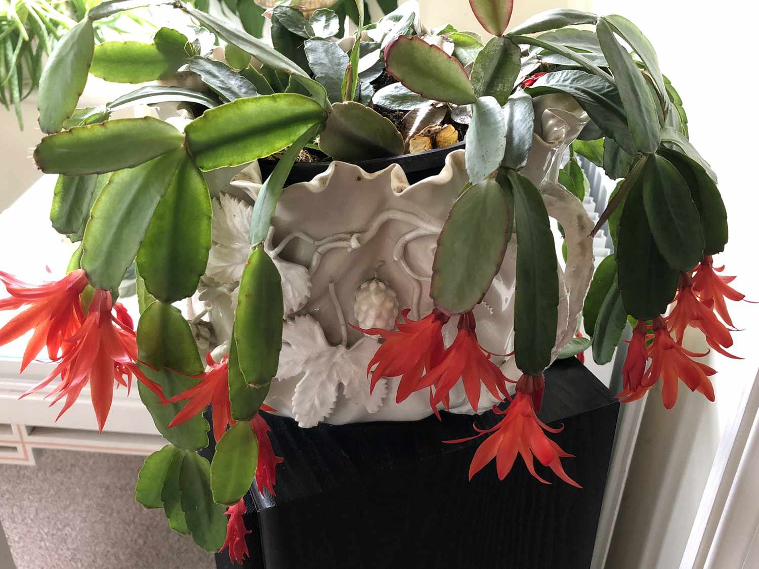 Schlumbergera
