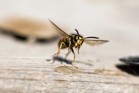 yellow jacket landing on wood