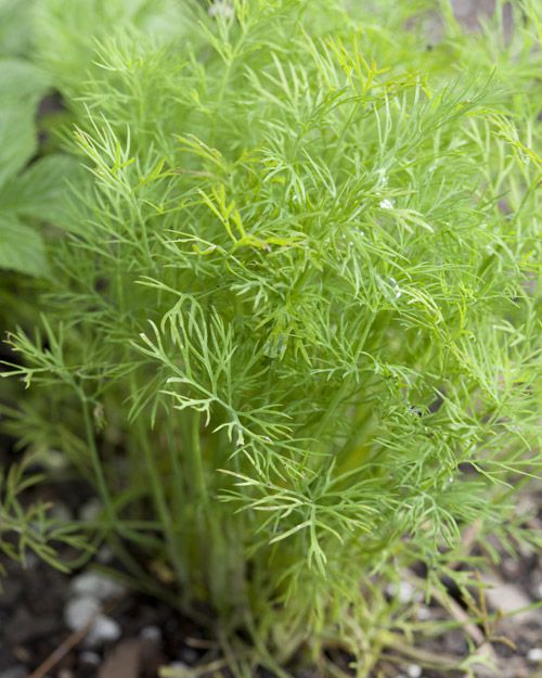dill_anethum_graveolens_0248.jpg