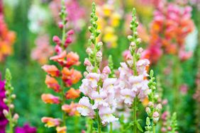 Colorful snapdragons