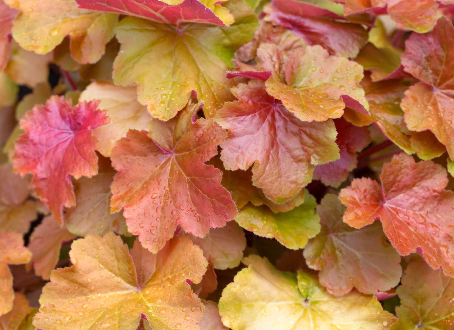 close up of coral bells