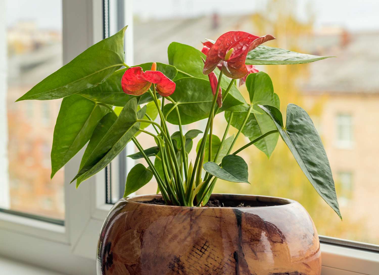 anthurium plant with red blooms near a window
