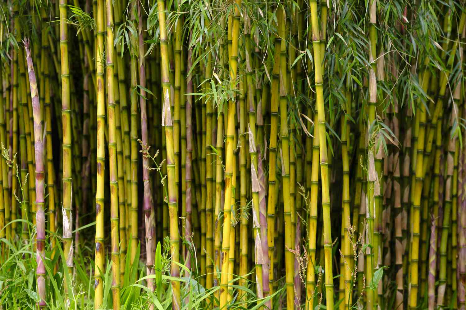 Several bamboo plants next to each other