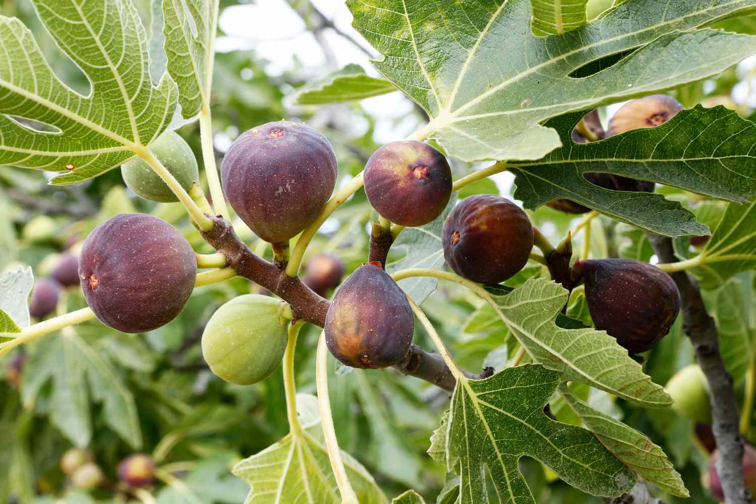 Fig tree