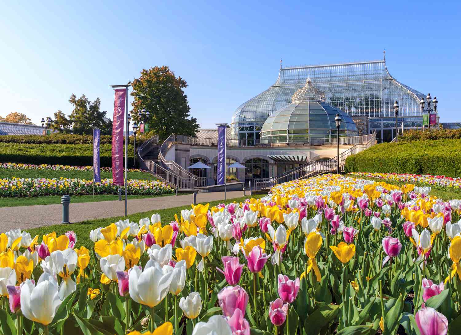 tulips blooming in the Phipps Conservatory and Botanical Gardens