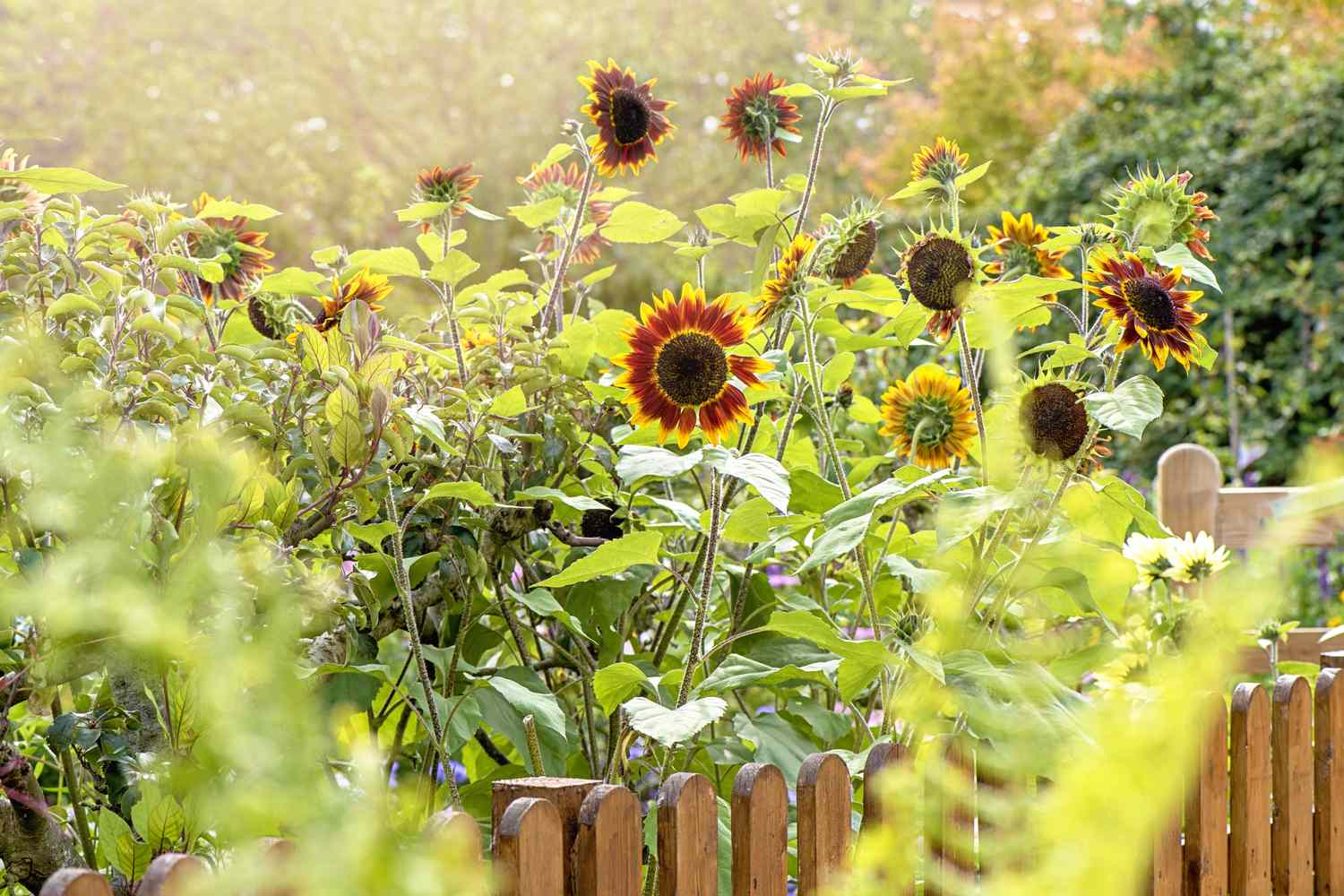Sunflowers growing in a garden behind a wooden fence