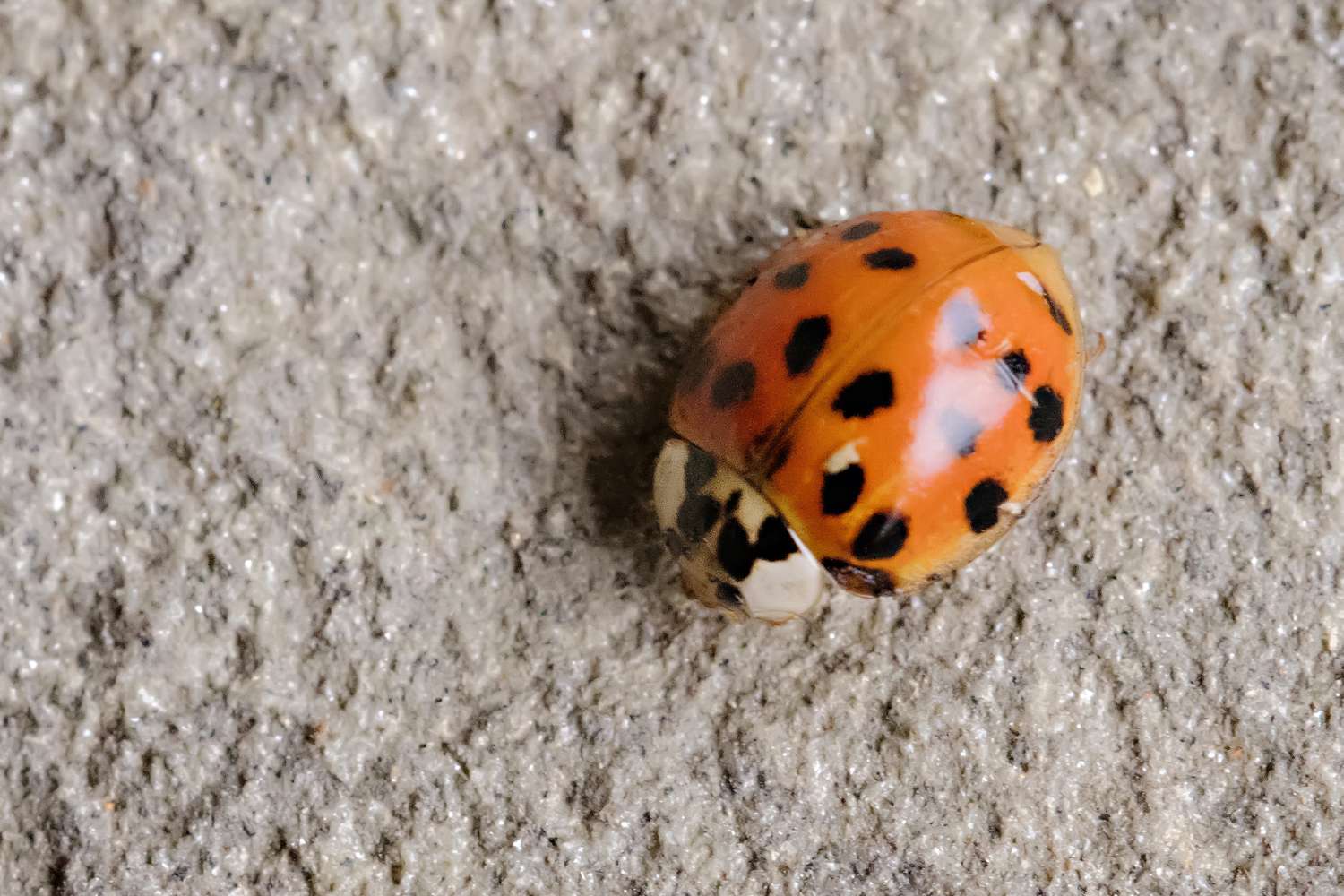 Asian lady beetle crawling on concrete