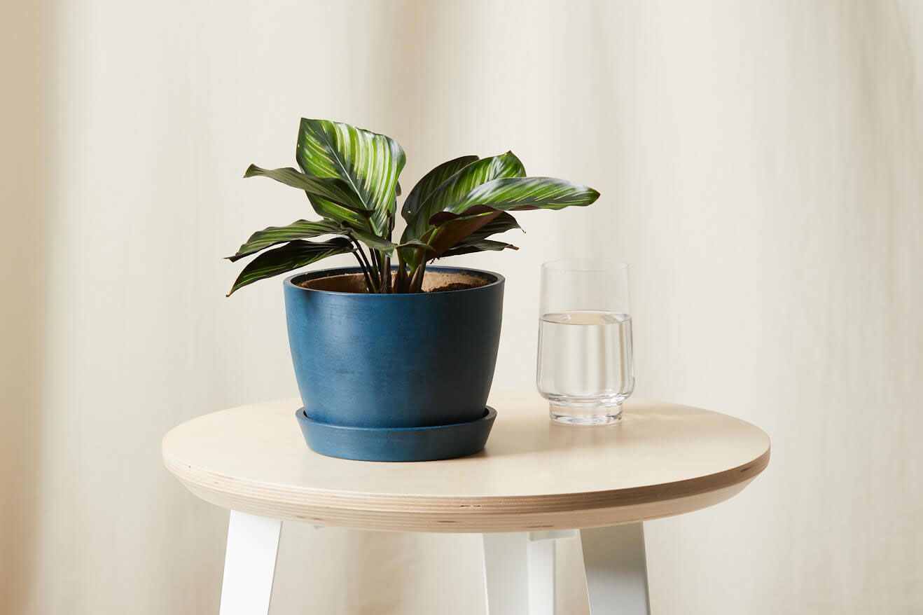 bloomscape-calathea-beauty-star-0621