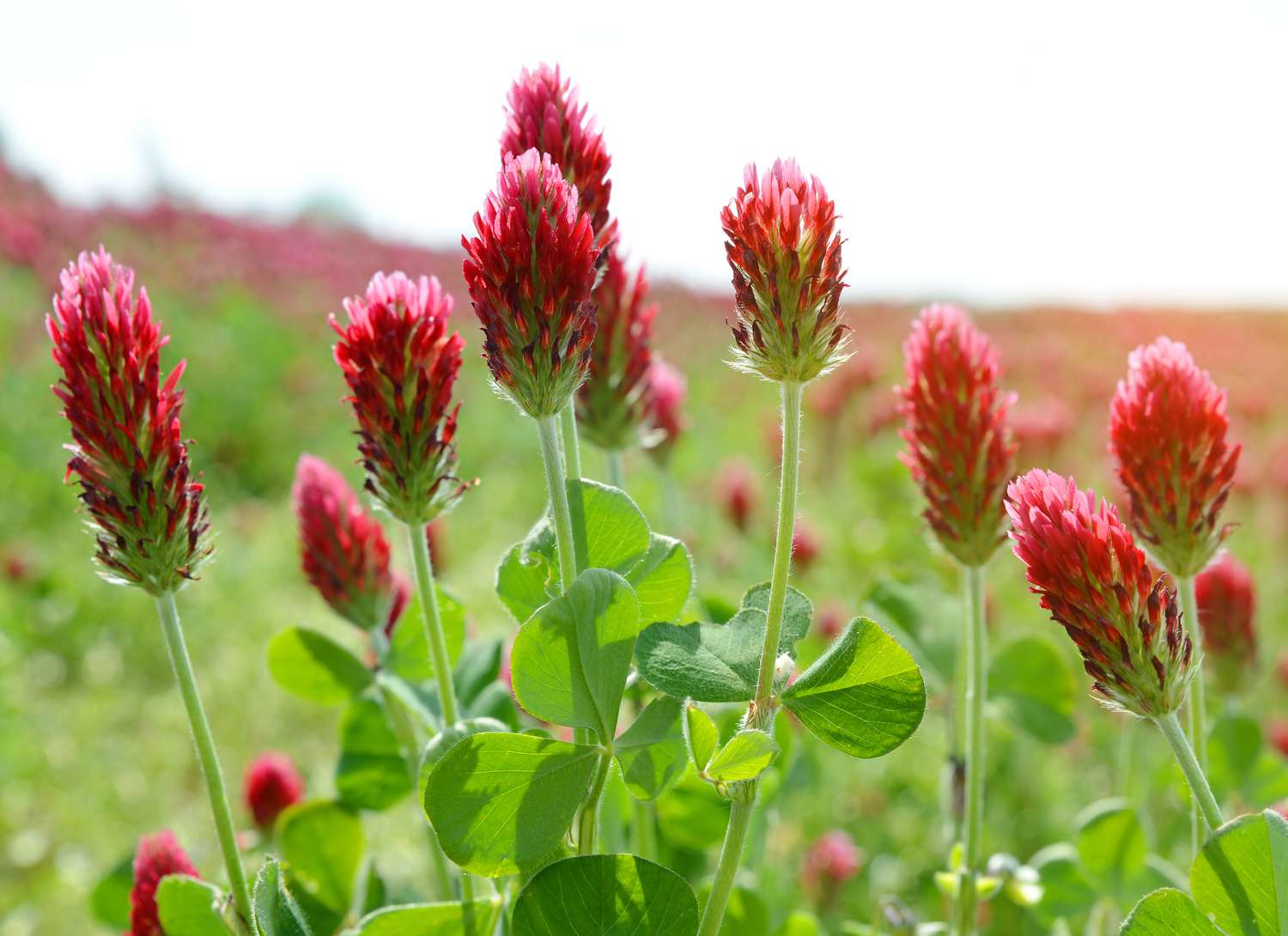 Crimson Clover plant in a field