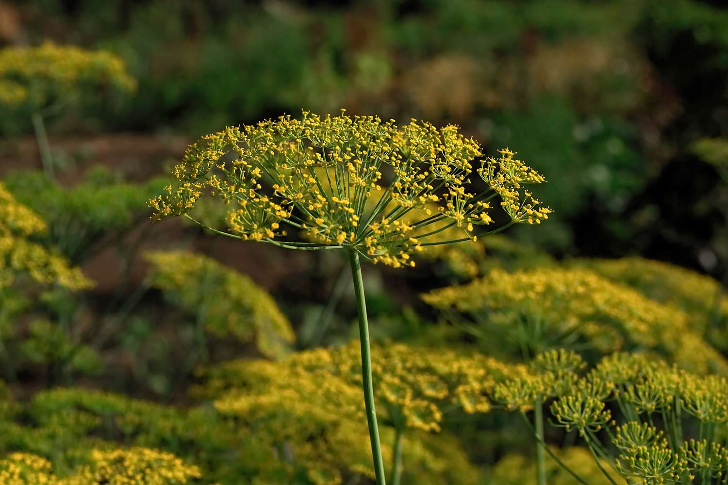 Dill umbrellas. Dill blossom.