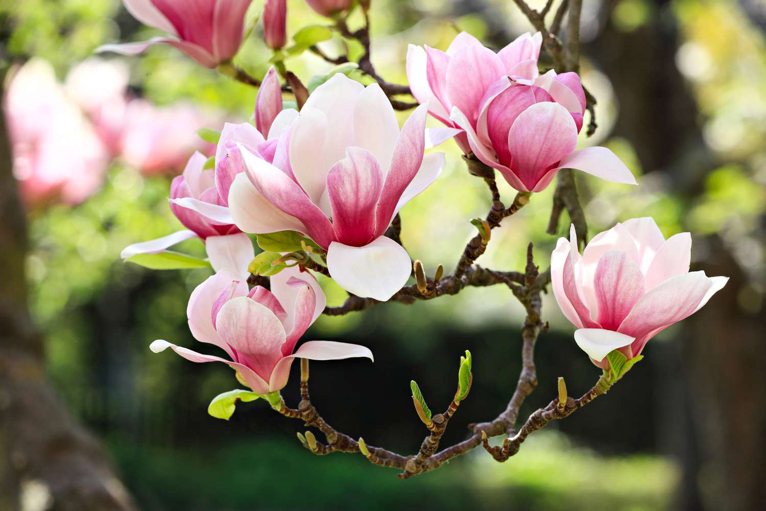 fragrant magnolia blossom